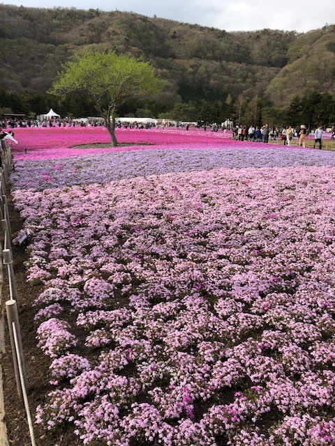 富士芝桜まつり_e0296464_20070039.jpg