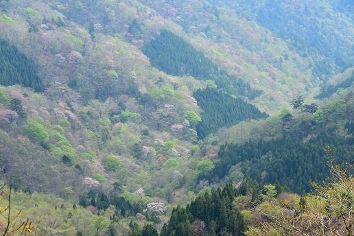 新緑と山桜の谷間を歩く　　般若岳_c0303868_08045161.jpg