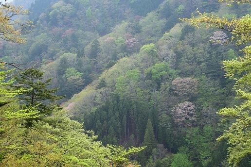 新緑と山桜の谷間を歩く　　般若岳_c0303868_08072071.jpg