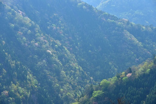 新緑と山桜の谷間を歩く　　般若岳_c0303868_08084981.jpg