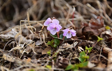 新緑と山桜の谷間を歩く　　般若岳_c0303868_08092412.jpg