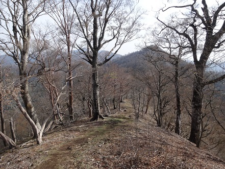 新緑と山桜の谷間を歩く　　般若岳_c0303868_08102954.jpg