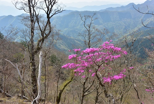 新緑と山桜の谷間を歩く　　般若岳_c0303868_08104732.jpg