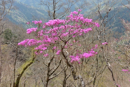 新緑と山桜の谷間を歩く　　般若岳_c0303868_08111103.jpg