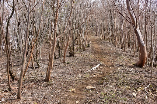 新緑と山桜の谷間を歩く　　般若岳_c0303868_08113782.jpg