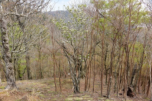 新緑と山桜の谷間を歩く　　般若岳_c0303868_08115707.jpg