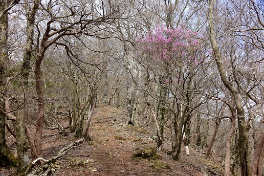 新緑と山桜の谷間を歩く　　般若岳_c0303868_08125504.jpg