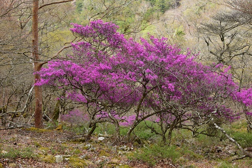 新緑と山桜の谷間を歩く　　般若岳_c0303868_08132029.jpg