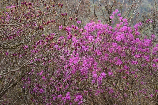 新緑と山桜の谷間を歩く　　般若岳_c0303868_08133700.jpg