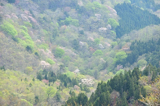 新緑と山桜の谷間を歩く　　般若岳_c0303868_08135732.jpg