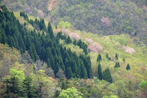 新緑と山桜の谷間を歩く　　般若岳_c0303868_08143975.jpg