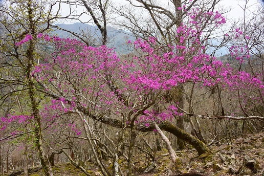 新緑と山桜の谷間を歩く　　般若岳_c0303868_08154712.jpg