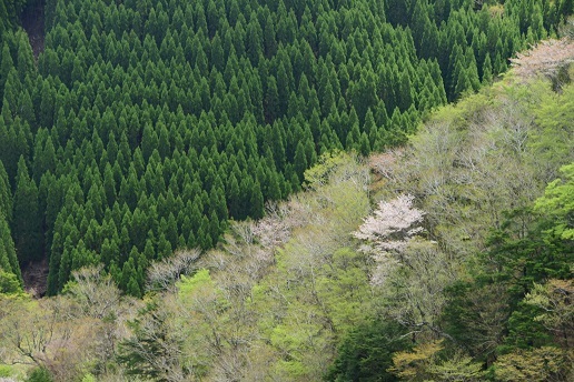 新緑と山桜の谷間を歩く　　般若岳_c0303868_08161670.jpg