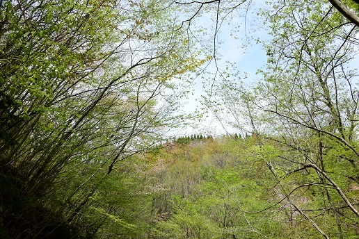 新緑と山桜の谷間を歩く　　般若岳_c0303868_08165211.jpg