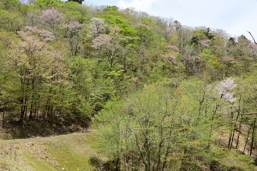 新緑と山桜の谷間を歩く　　般若岳_c0303868_08171147.jpg