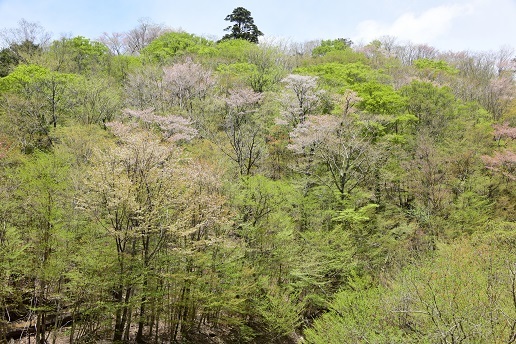 新緑と山桜の谷間を歩く　　般若岳_c0303868_08172883.jpg