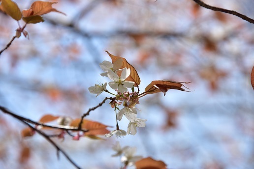 新緑と山桜の谷間を歩く　　般若岳_c0303868_08174524.jpg