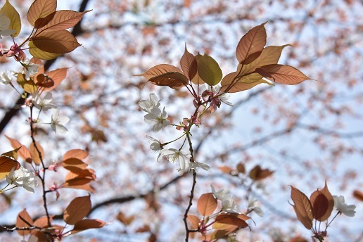 新緑と山桜の谷間を歩く　　般若岳_c0303868_08180503.jpg