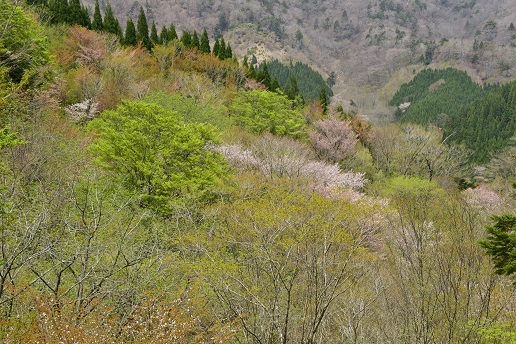 新緑と山桜の谷間を歩く　　般若岳_c0303868_08184752.jpg