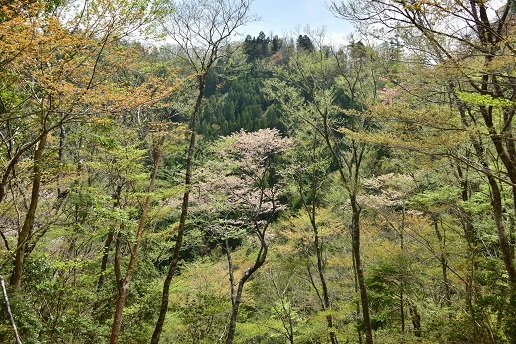 新緑と山桜の谷間を歩く　　般若岳_c0303868_08191148.jpg