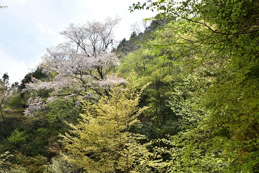 新緑と山桜の谷間を歩く　　般若岳_c0303868_08193284.jpg