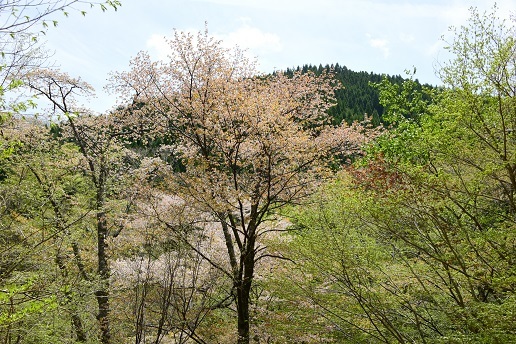 新緑と山桜の谷間を歩く　　般若岳_c0303868_09381295.jpg