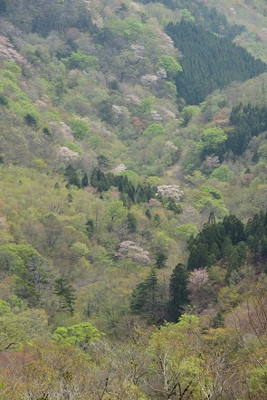 新緑と山桜の谷間を歩く　　般若岳_c0303868_17440623.jpg