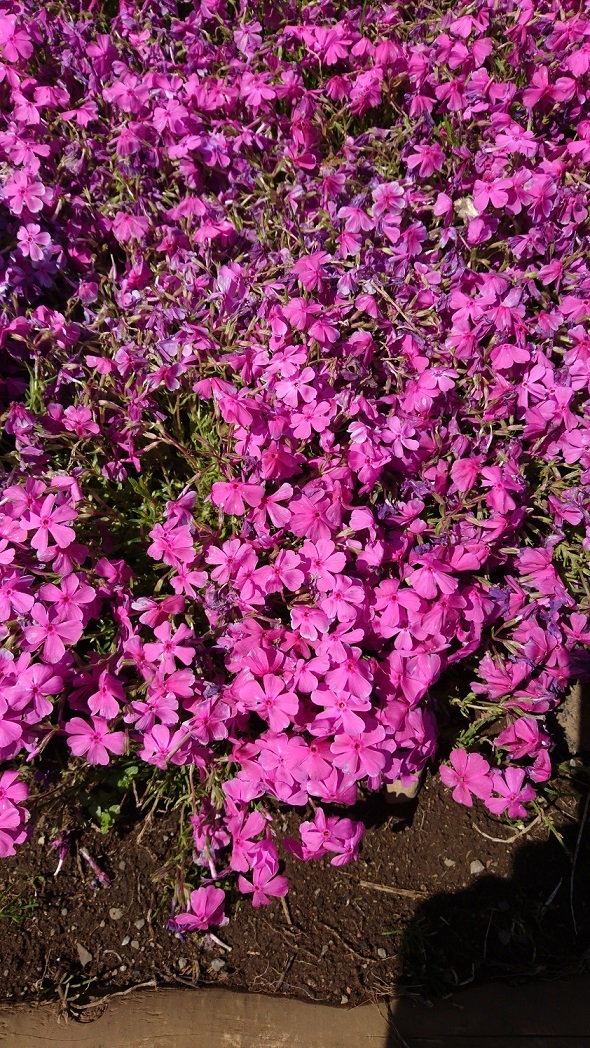 秩父・羊山公園の芝桜、飯能・ムーミンバレーパーク、府中くらやみまつり競馬式（こまくらべ） GW一日周遊_c0002171_03345100.jpg