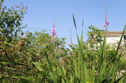 e0181373_21470201.jpg