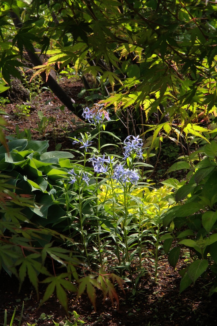 オオムラサキツユクサ、チョウジソウ_a0107574_17403835.jpg