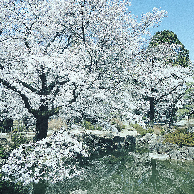 来る甲斐あり見る甲斐あり山梨の桜　心頭滅却すれば　恵林寺　19.04.05 11:12_d0367875_19504403.jpg