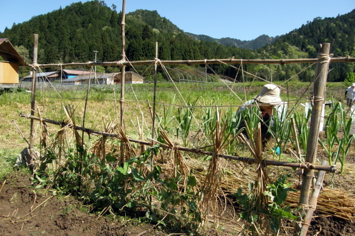 植え付け&種蒔き~~~!!_c0057390_20144583.jpg