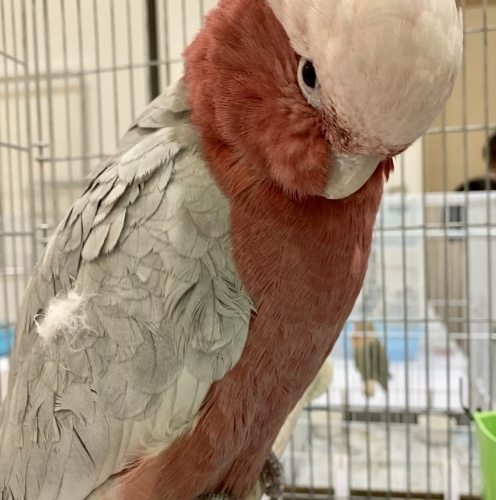 カワウソとフクロウ 働きものたちに会いました_a0134394_06342606.jpeg