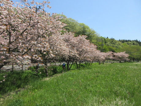 ことしのさくら_a0203003_14393632.jpg