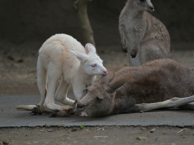 好き好き大好き Bonsoir