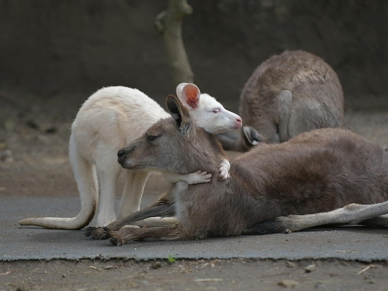 好き好き大好き Bonsoir