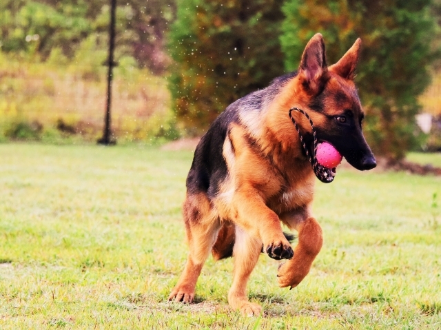 躍動する子犬_d0360206_00205192.jpg
