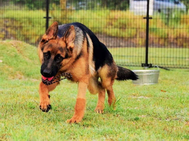 躍動する子犬_d0360206_00205236.jpg