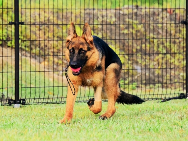 躍動する子犬_d0360206_00205252.jpg