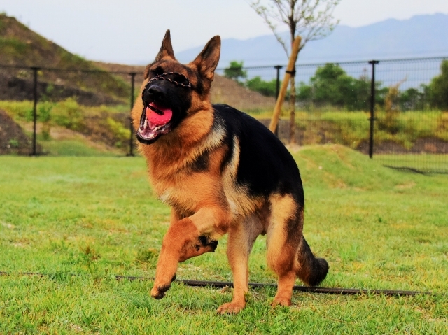 躍動する子犬_d0360206_00205270.jpg