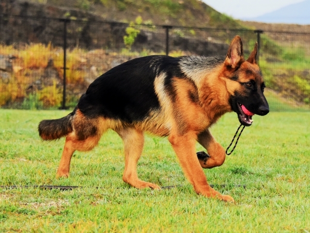 躍動する子犬_d0360206_00205272.jpg