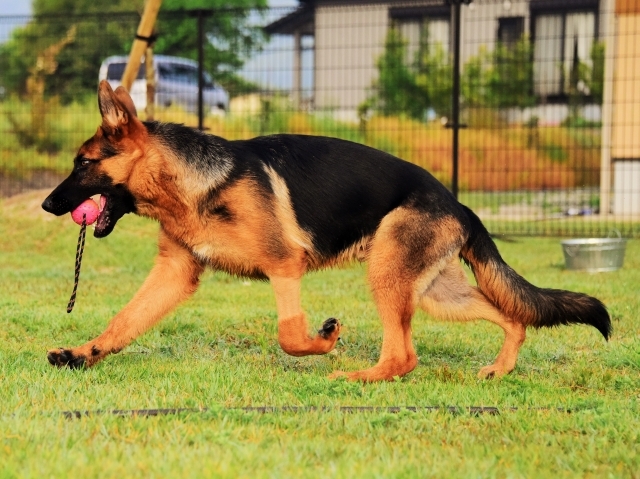 躍動する子犬_d0360206_00205640.jpg