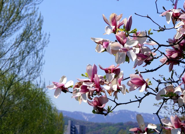 2019年5月4日(土）琴似発寒川畔の花散歩_a0345007_16302631.jpg