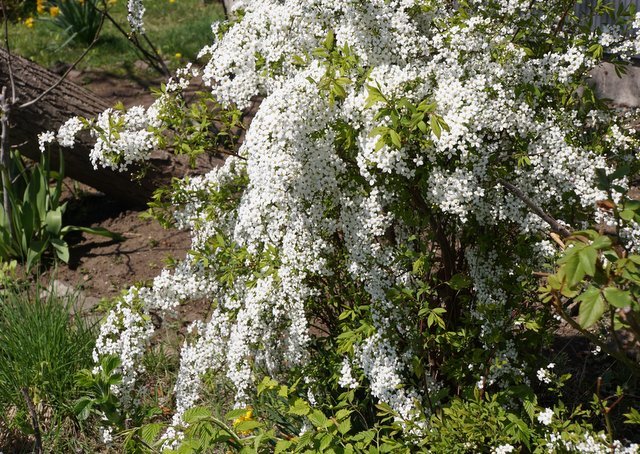 2019年5月4日(土）琴似発寒川畔の花散歩_a0345007_16305437.jpg