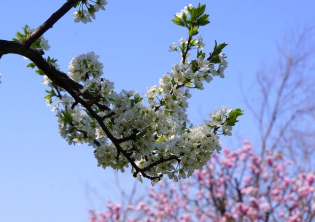 2019年5月4日(土）琴似発寒川畔の花散歩_a0345007_16412738.jpg