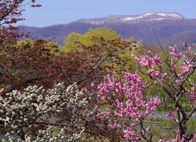 2019年5月4日(土）琴似発寒川畔の花散歩_a0345007_16424256.jpg