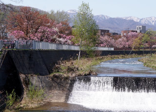 2019年5月4日(土）琴似発寒川畔の花散歩_a0345007_16472178.jpg