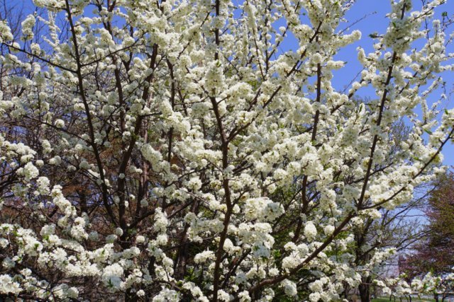 2019年5月4日(土）琴似発寒川畔の花散歩_a0345007_16565844.jpg