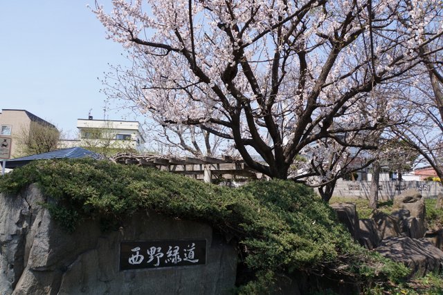 2019年5月4日(土）琴似発寒川畔の花散歩_a0345007_17061530.jpg