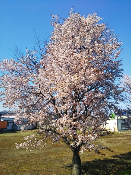 桜とエゾエンゴサク、木蓮?こぶし?_f0316507_15202401.jpg